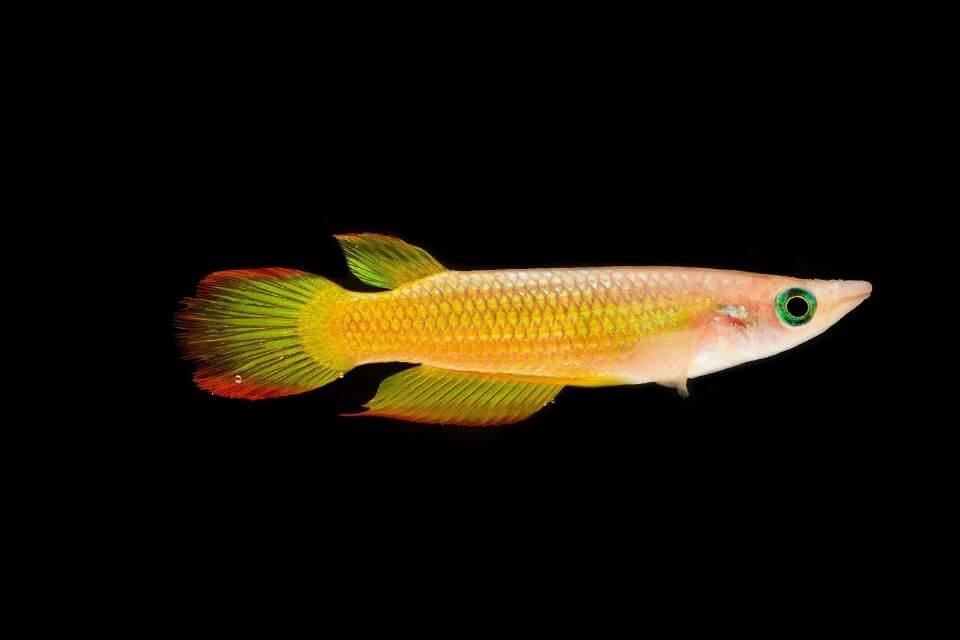 Golden Wonder Killifish