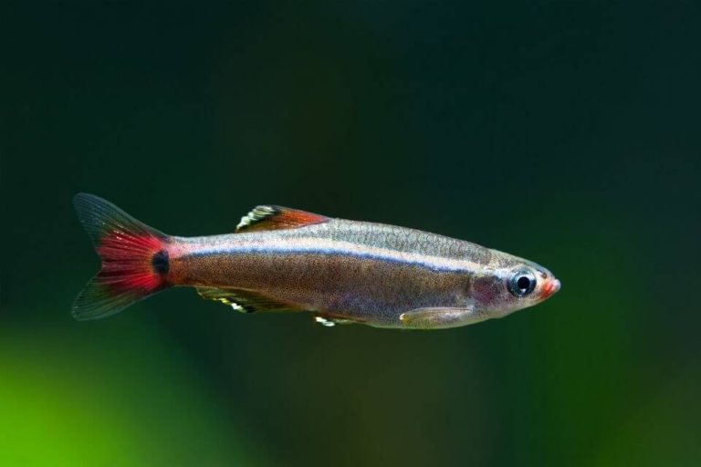 White Cloud Mountain Minnow Care: Size, Diet, Tank Mates and Breeding