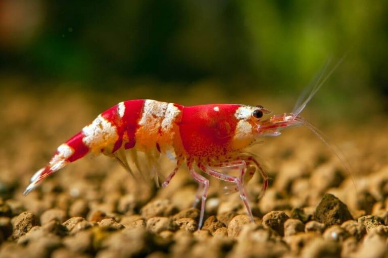 Crystal Red Shrimp Care 101 – Diet, Breeding, Tank Mates and Tank Setup