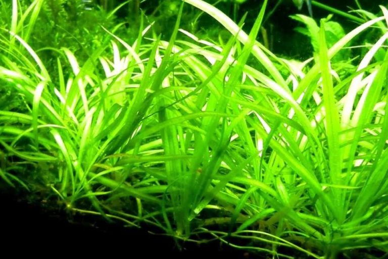 Dwarf Sagittaria Care Guide – Benefits, Care, Planting And Propagation