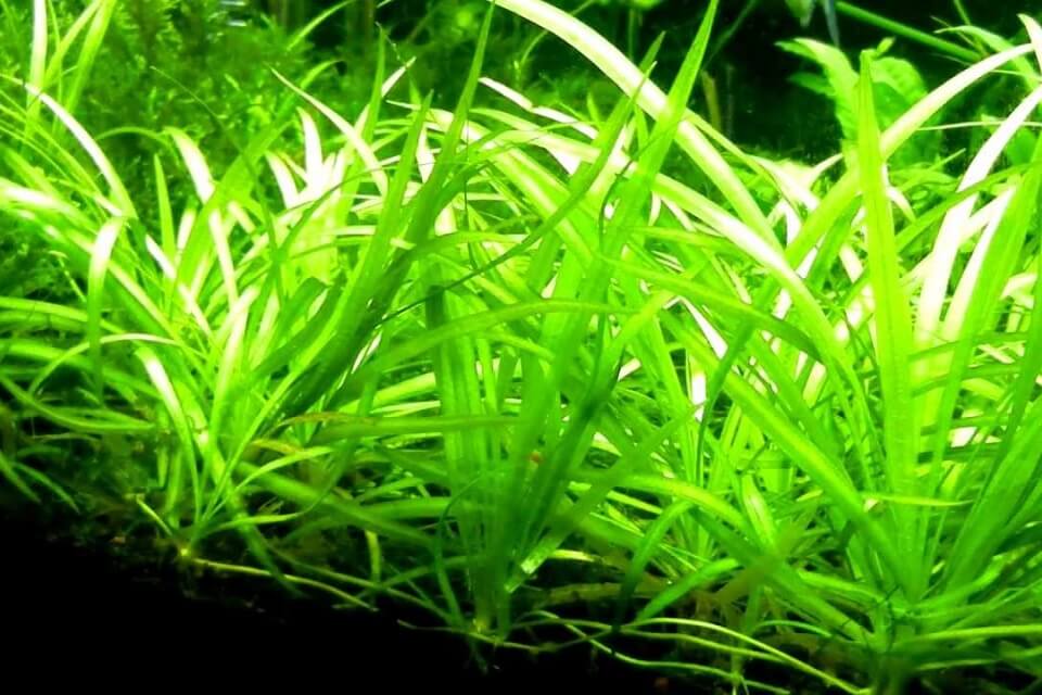 Dwarf Sagittaria