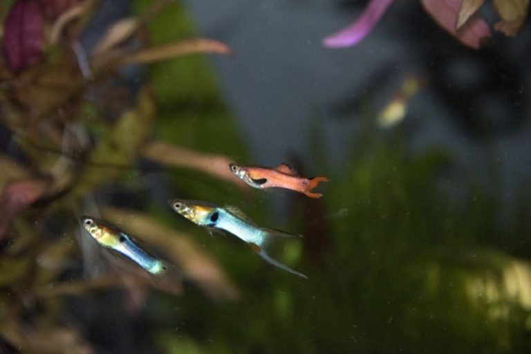 Endler Guppy Care Guide And Species Profile – Diet, Tank Mates & Setup