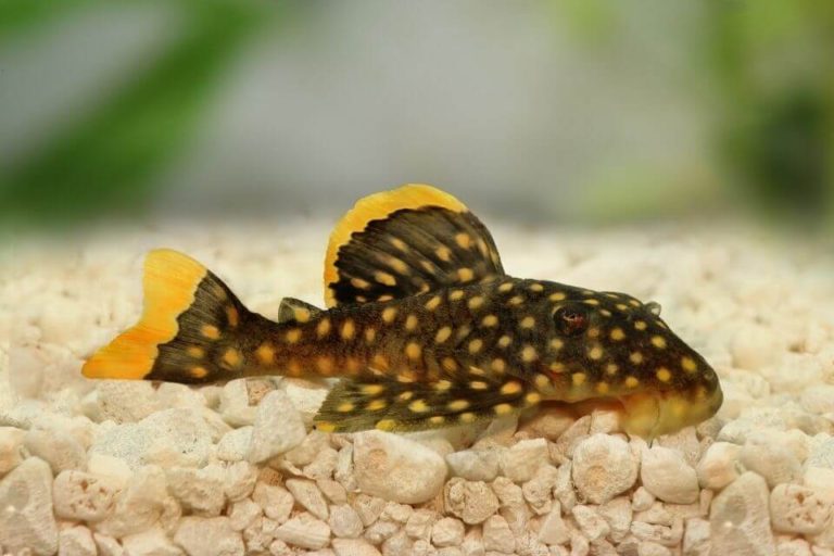 Gold Nugget Pleco Care Guide and Species Profile – Tank Mates and Food