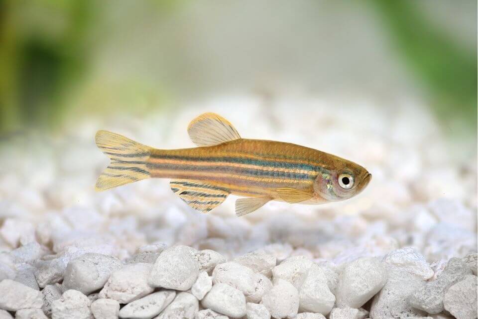 Zebra Danio