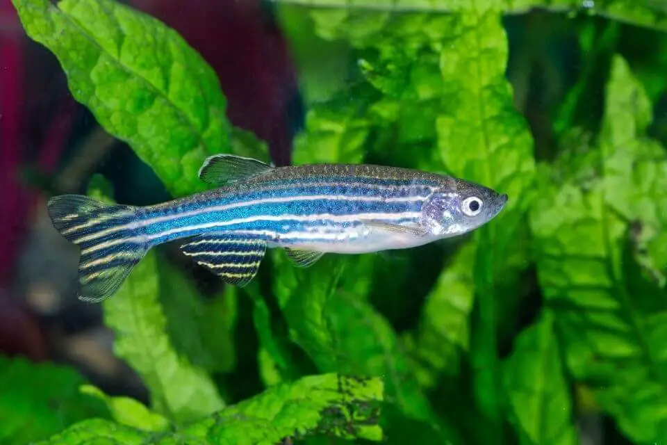 Danio rerio