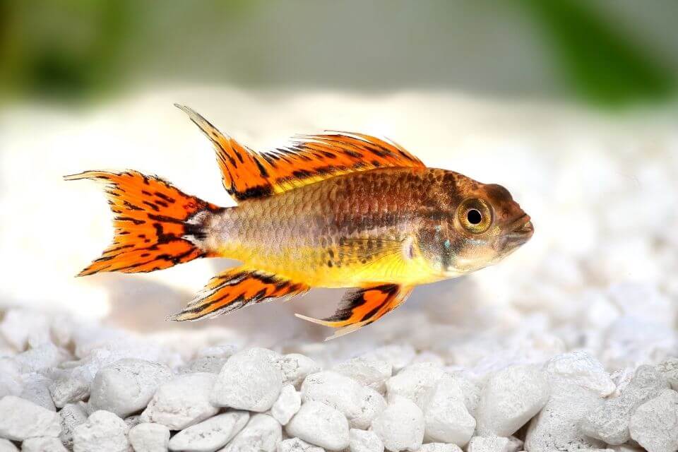 Apistogramma Cacatuoides