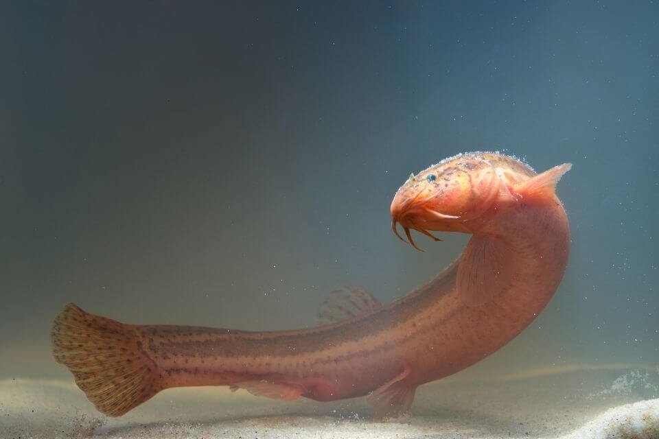 Dojo Loach