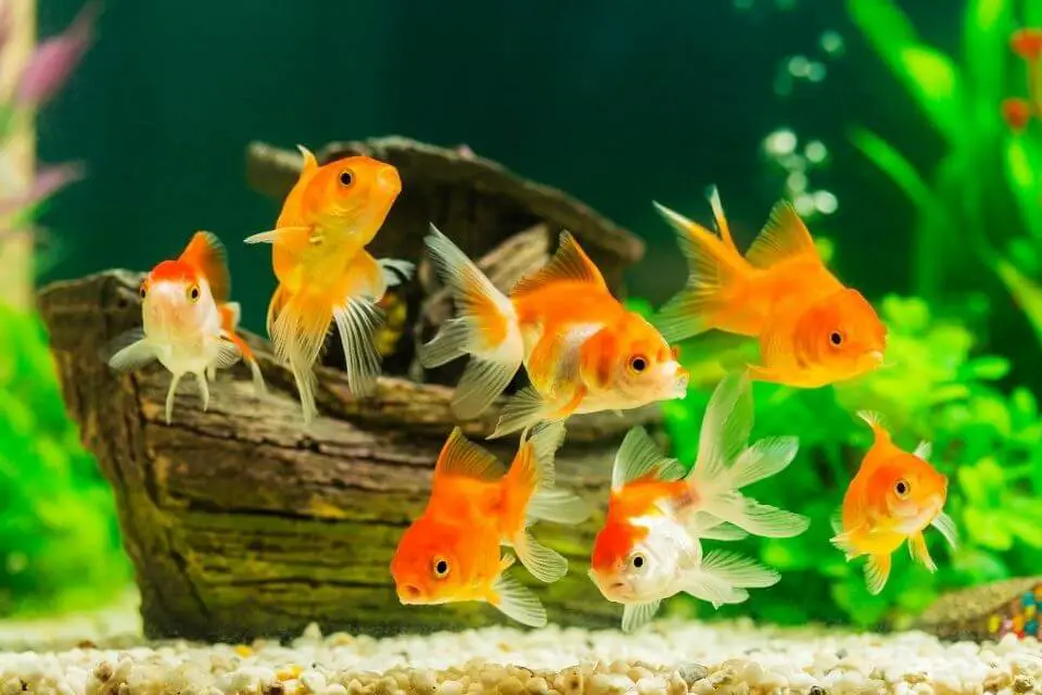 Most Common Freshwater Fish Diseases, Prevention, Treatments, & Cure