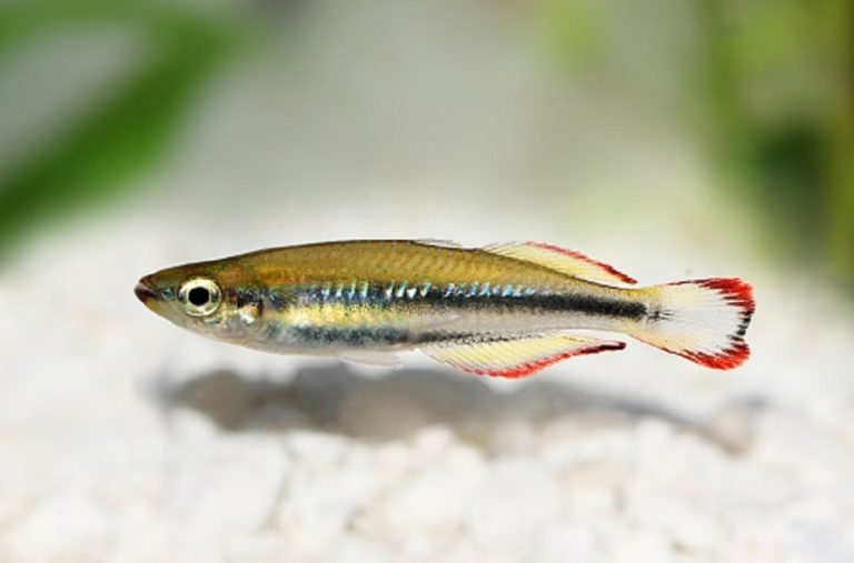 Madagascar Rainbowfish Care 101 – Size, Lifespan, Tank Mates and More
