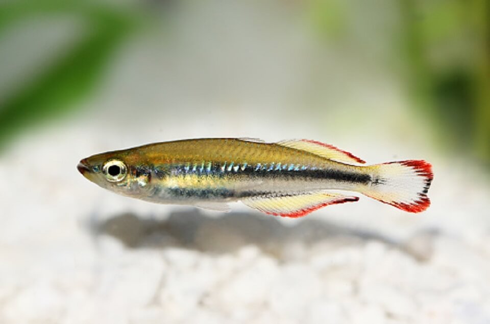 Madagascar Rainbowfish