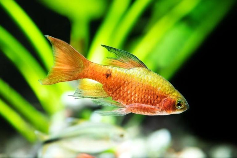 Rosy Barb Care 101: Best Tank Mates, Tank Size, Diet, Breeding and More