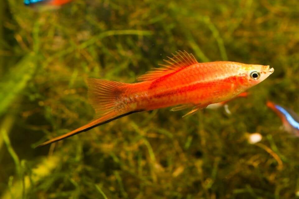 Swordtail Fish Care Guide - Size, Lifespan, Food, Tank Mates & Tank Size