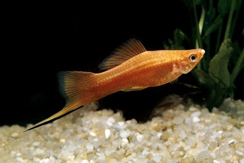 Swordtail Fish