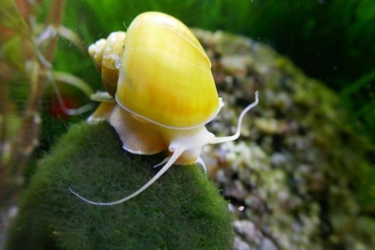 Mystery Snail Care Guide and Species Profile: Food, Tank Mates and More