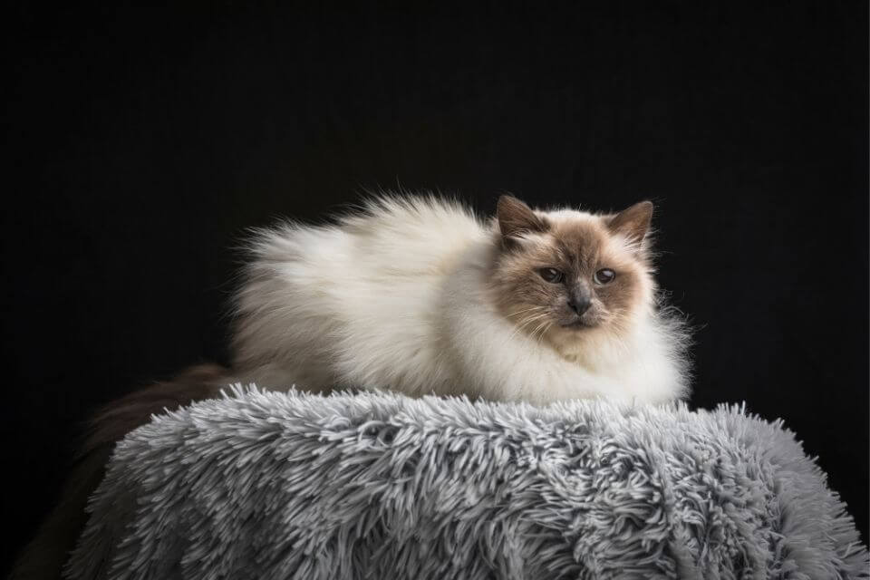 Birman Cat