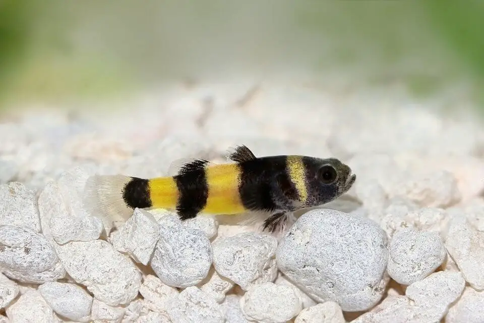 Bumblebee Goby Care, Size, Lifespan, Tank Mates and Tank Size