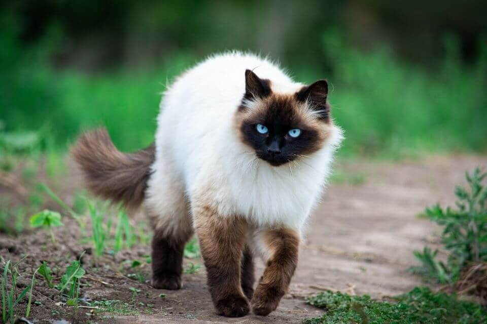 Himalayan Cat