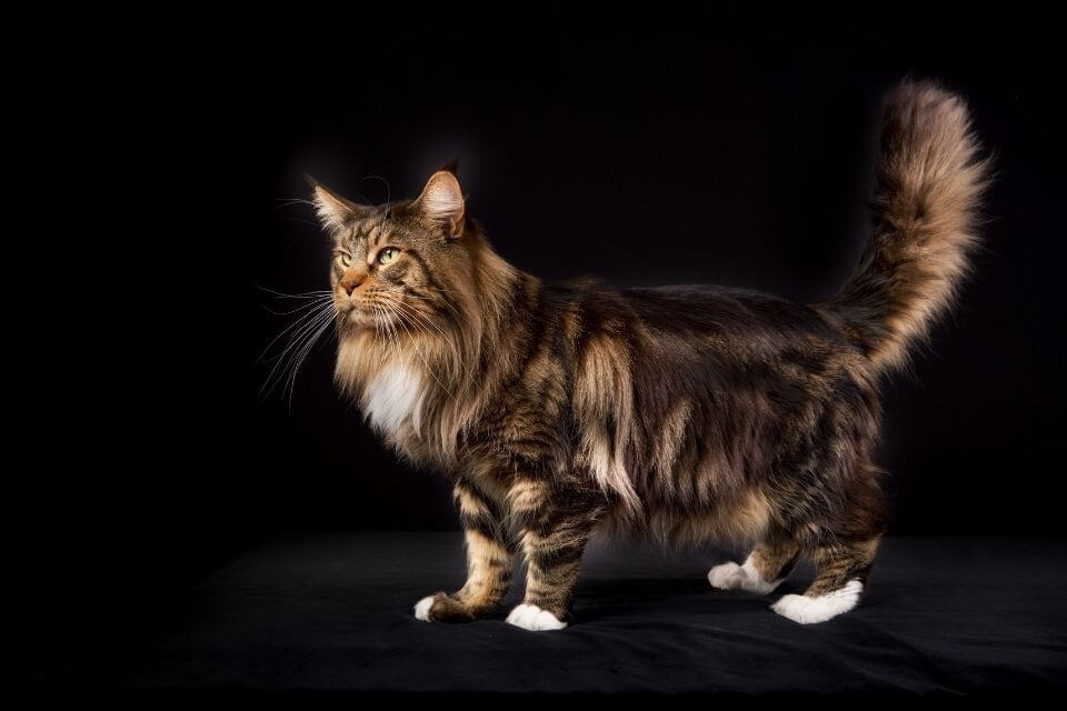 Maine Coon Cat