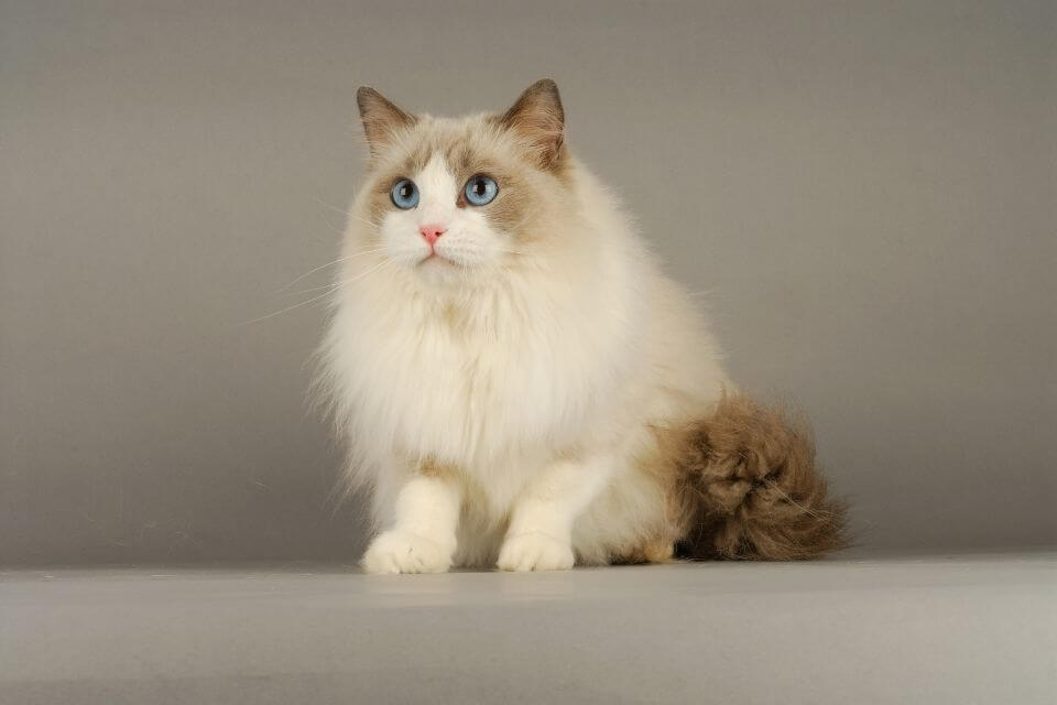 Ragdoll Cat