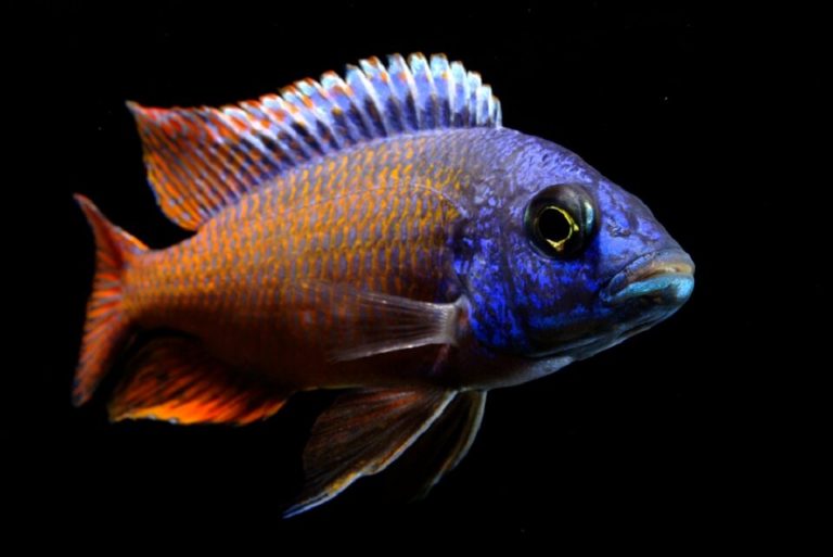 Red Empress Cichlid Care Guide and Species Profile – Size, Food & More