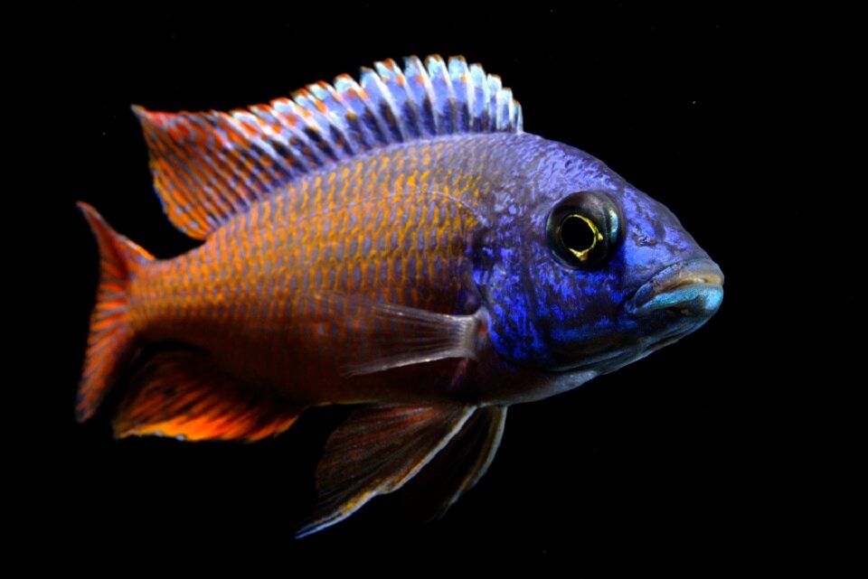 Red Empress Cichlid