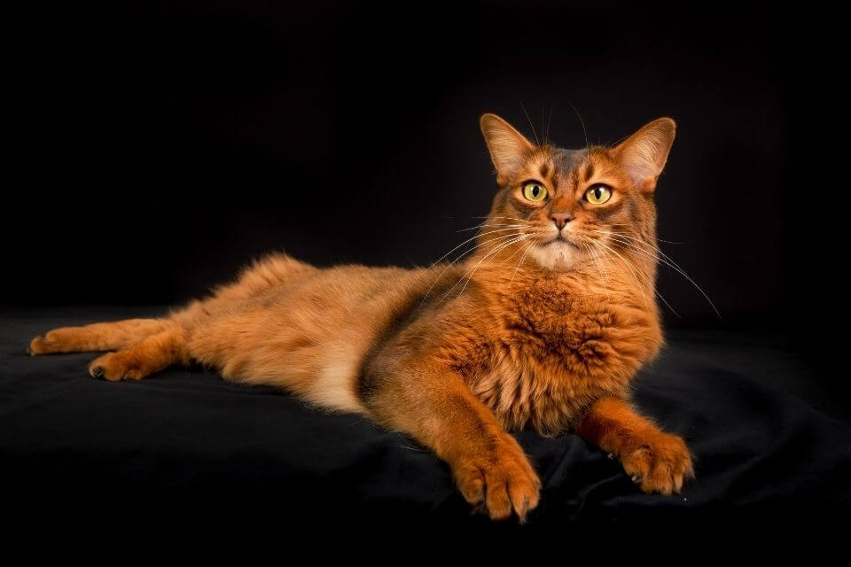 Somali Cat