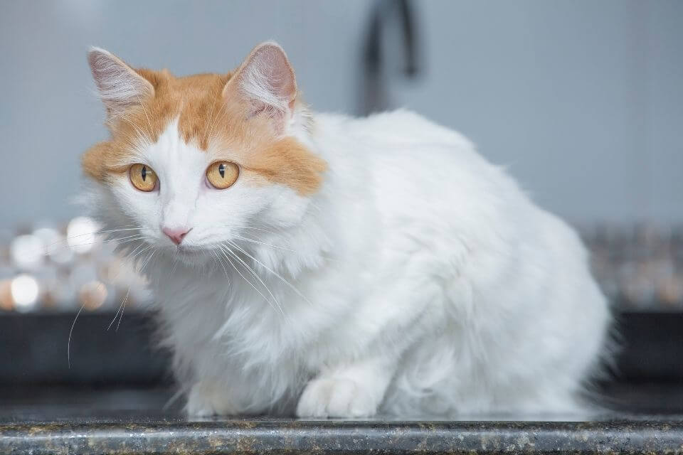 Turkish Van Cat