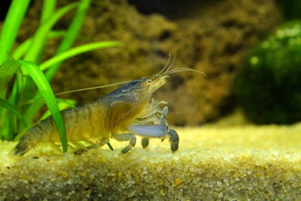 Vampire Shrimp