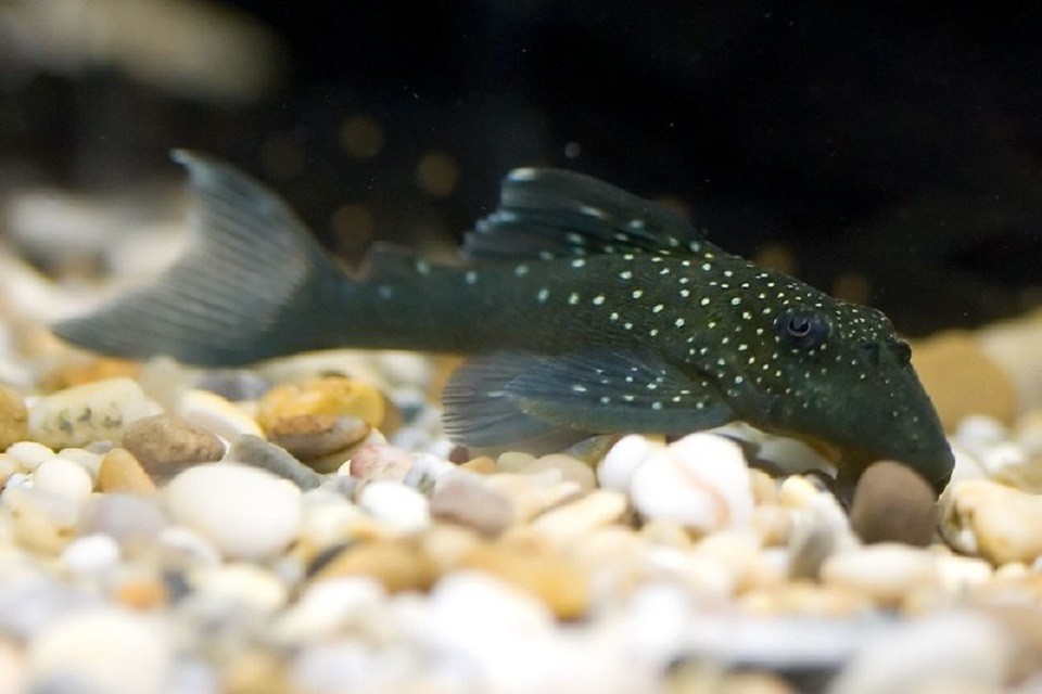 Blue Phanthom Pleco