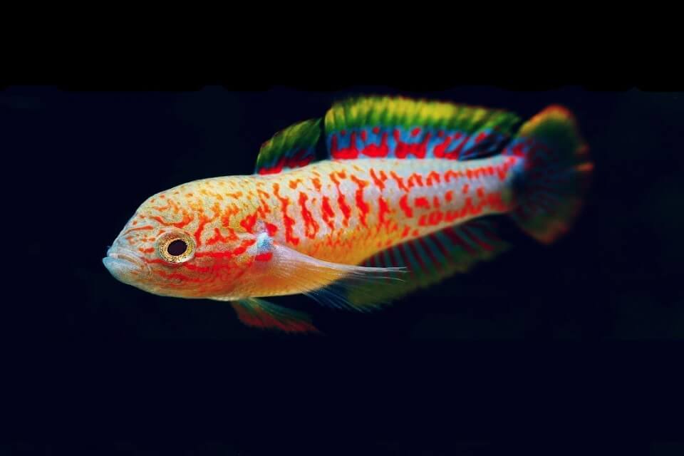 Peacock Goby
