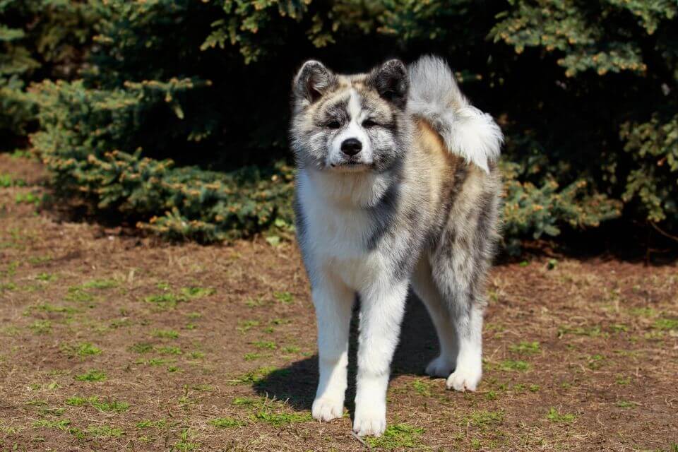 Akita Dog Breed