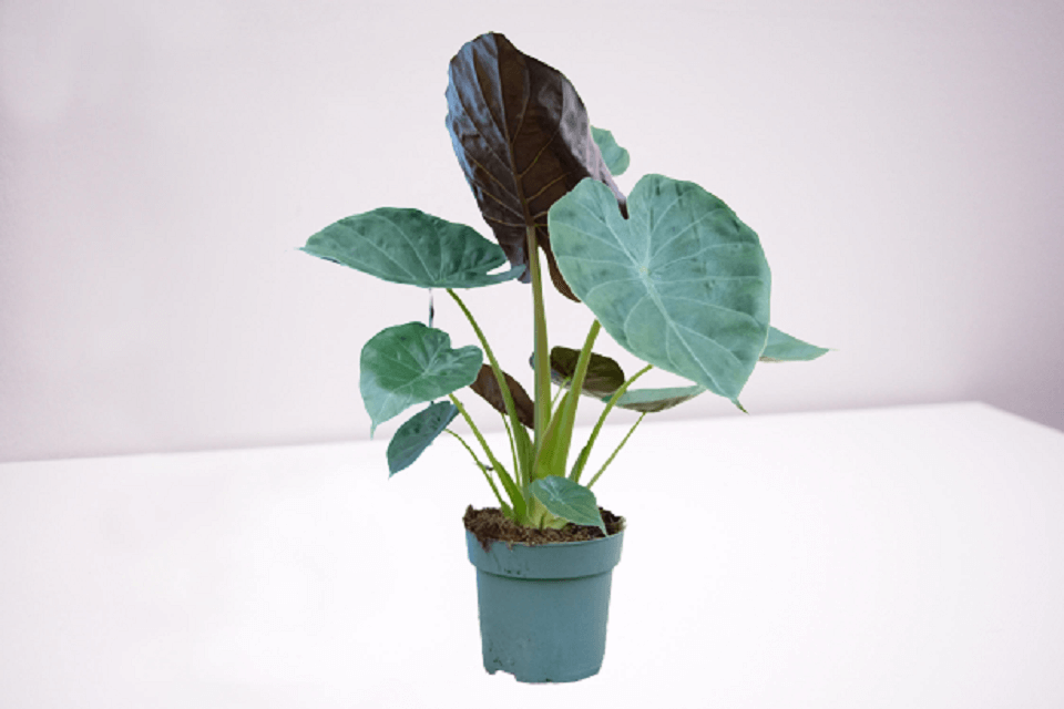 Alocasia Wentii Plant