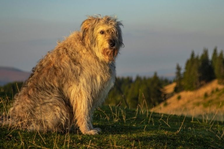 38 Big Fluffy Dog Breeds for First Time Owners and Experience Owners