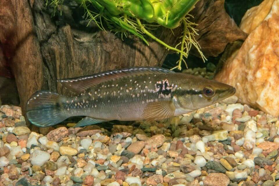 Pike Cichlid