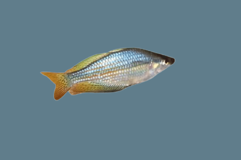Australian Rainbow Fish Care: Lifespan, Size, Diet, Tank Mates