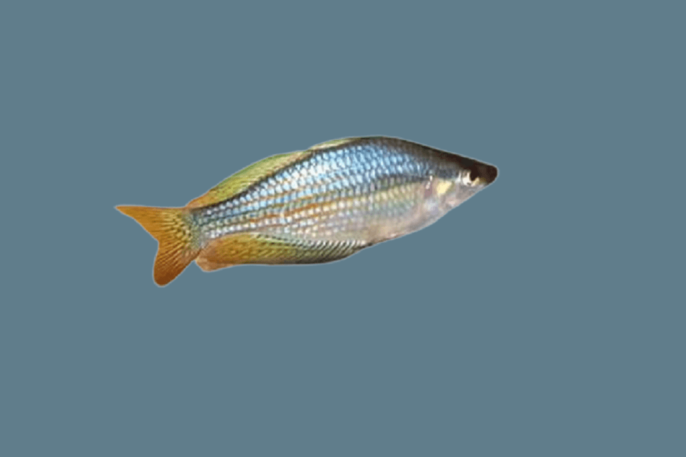 Australia Rainbow Fish