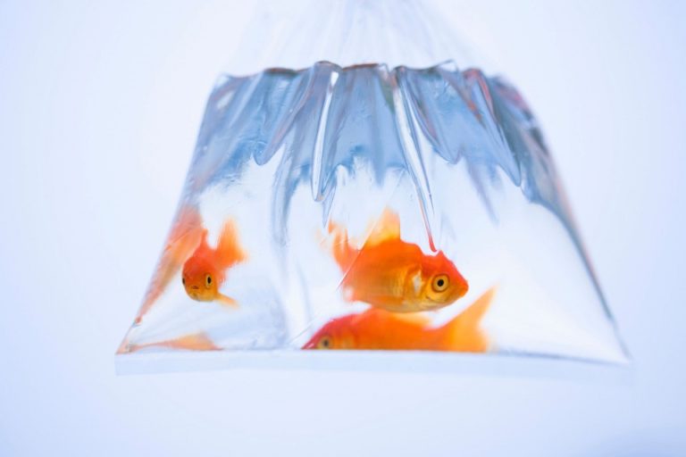 13 Best Goldfish Tank Ideas For Novice Fishkeeping Enthusiasts