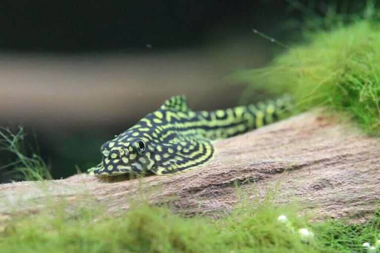 Hillstream Loach Care: Lifespan, Size, Food, Tank Mates And Tank Size