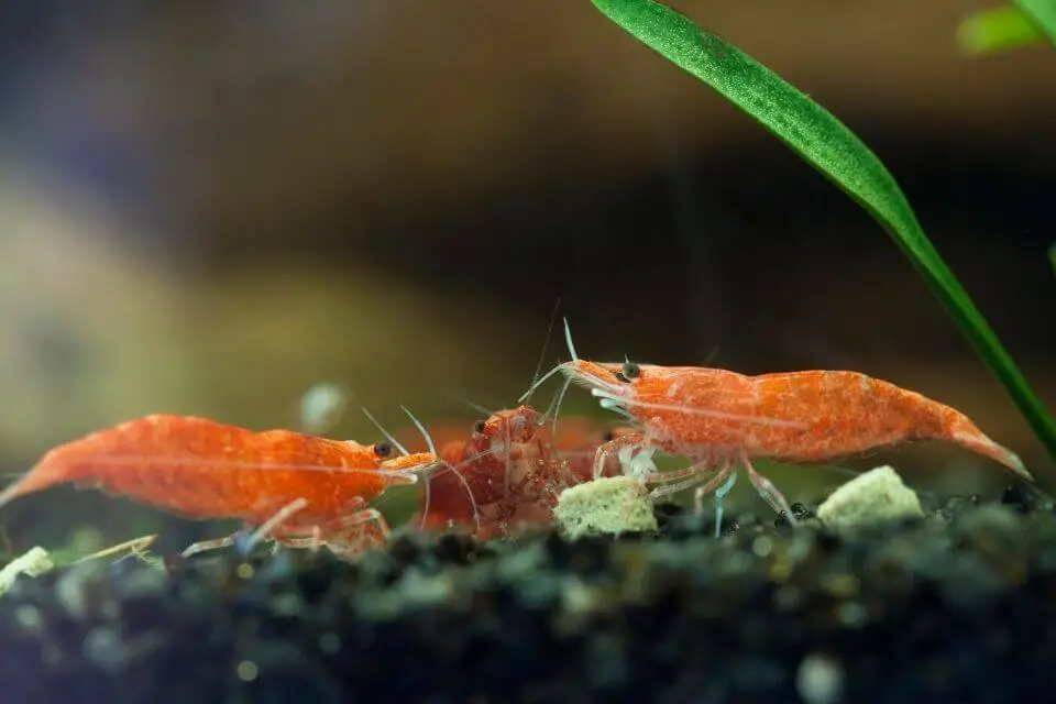 Cherry Shrimp Care: Tank Mates, Tank Size, Food and Breeding