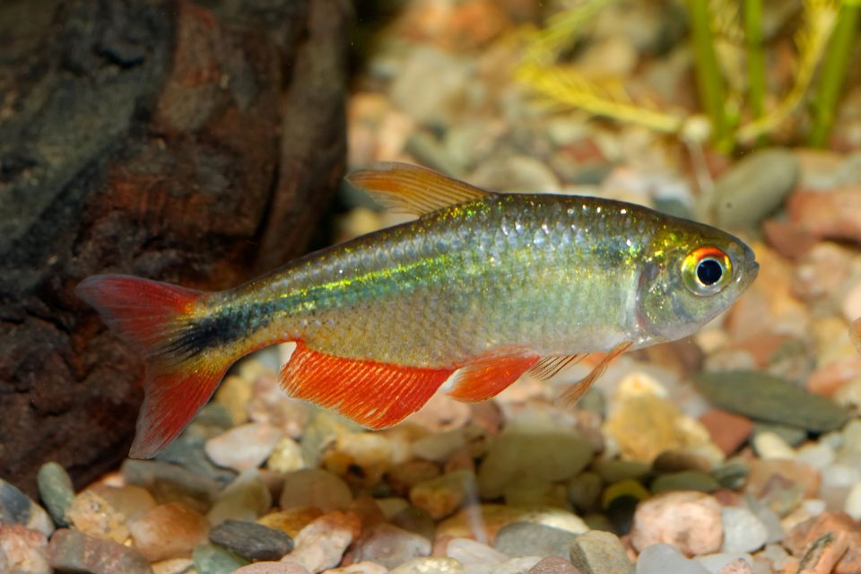 Buenos Aires Tetra