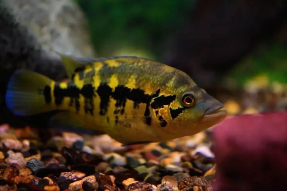 Salvini Cichlid