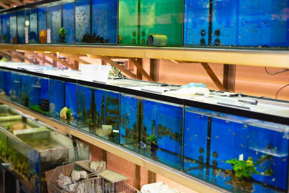 aquarium fish breeding