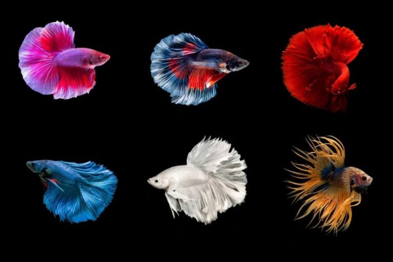 29 Types of Betta Fish Species by Color and Tail Patterns
