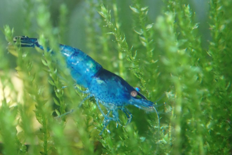 Blue Velvet Shrimp