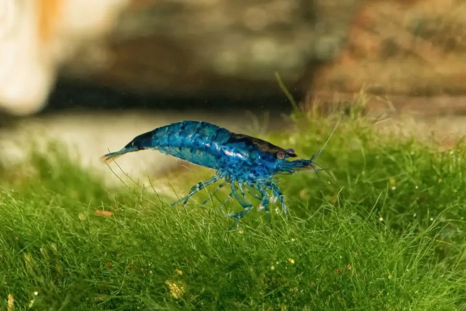 Blue velvet shrimp