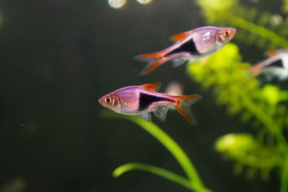 Harlequin Rasbora