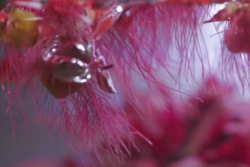 Red Root Floaters