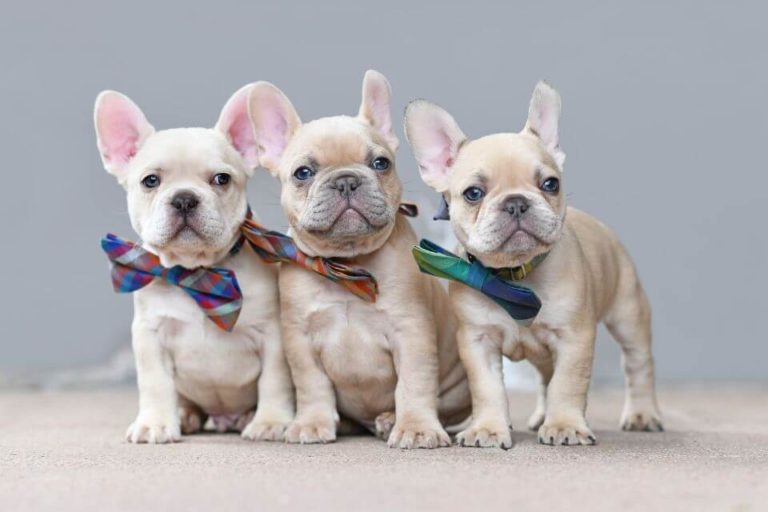 Lilac French Bulldog Care and Breed Information: Lifespan & Size