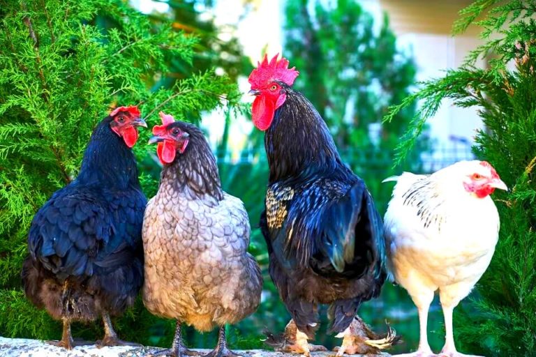 10 Best Chicken Breeds To Keep As Backyard Pets