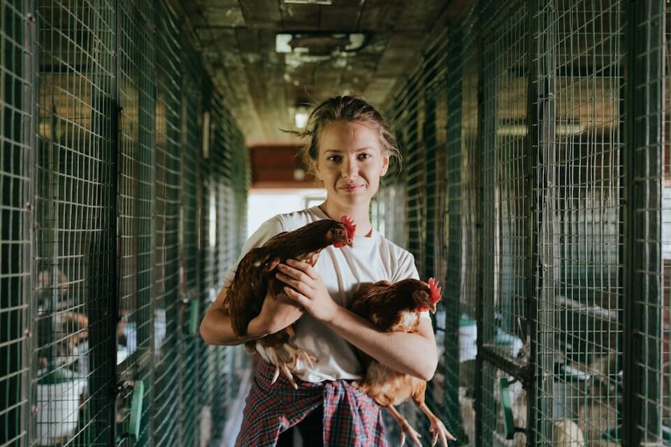 backyard chicken coop